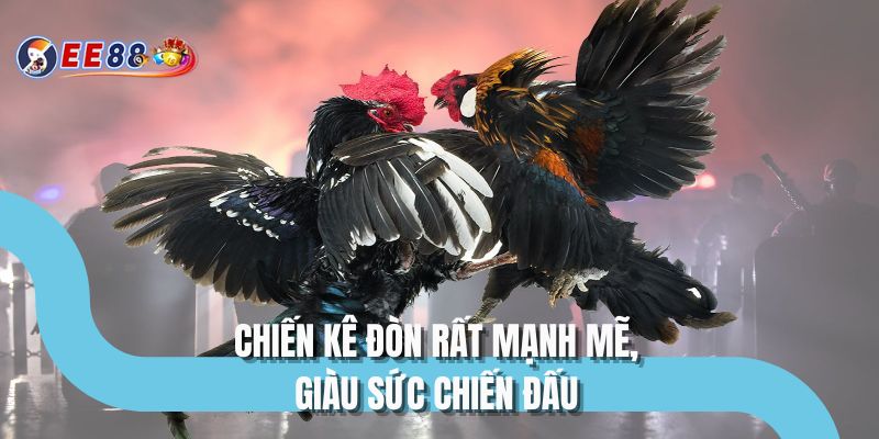 Chiến kê đòn rất mạnh mẽ, giàu sức chiến đấu