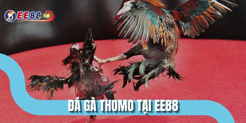 Đá Gà Thomo Tại EE88 - Nơi Chiến Kê Phô Diễn Sức Mạnh