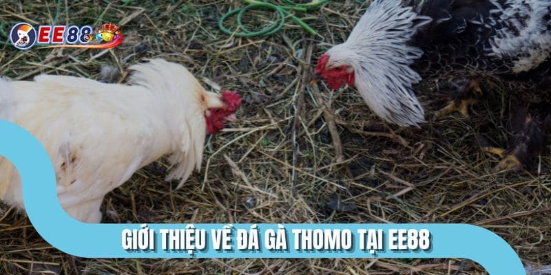 Giới thiệu về đá gà thomo tại EE88