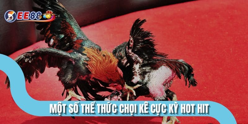 Một số thể thức chọi kê cực kỳ hot hit