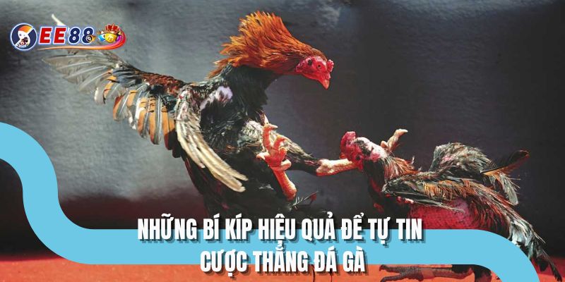 Những bí kíp hiệu quả để tự tin cược thắng đá gà
