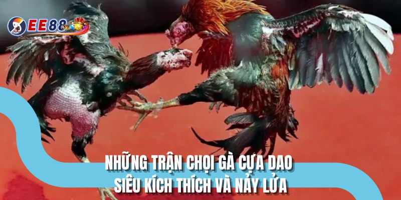 Những trận chọi gà cựa dao siêu kích thích và nảy lửa
