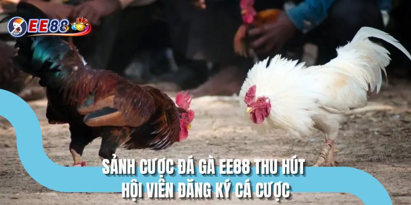 Sảnh cược đá gà EE88 thu hút hội viên đăng ký cá cược
