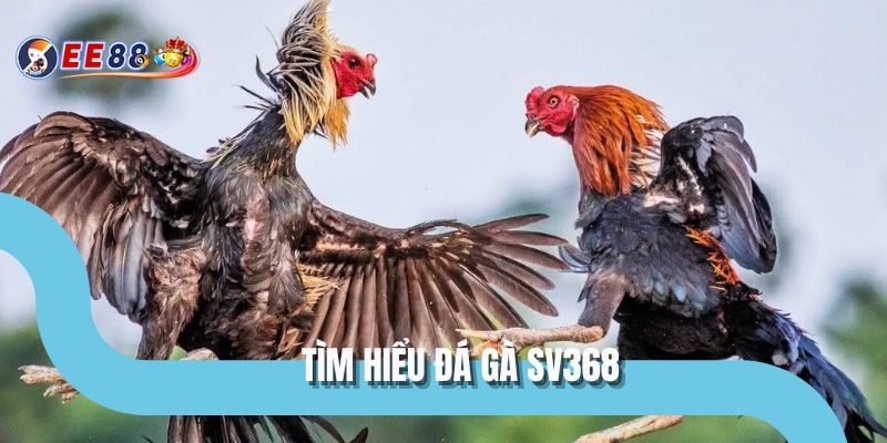 Tìm hiểu đá gà SV368